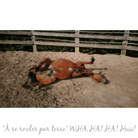 Qalo_"A se rouler par terre"