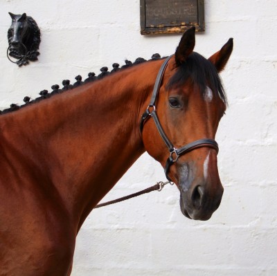 Qalo - Qalo et Lolotte - Rencontre