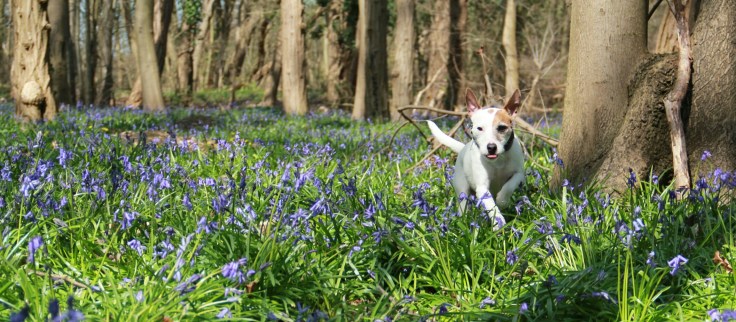Lolotte - Jacinthes des bois - "Je tire la langue" - Funny dog.jpg