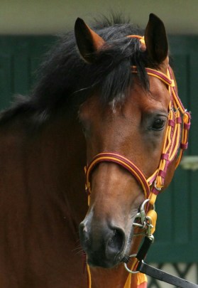 Prix de Diane - "Mon coup de coeur" by Audrey S