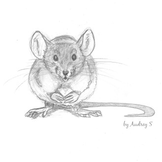 Cavalcade des blogs n° 29 - Coco et la petite Souris by Audrey S