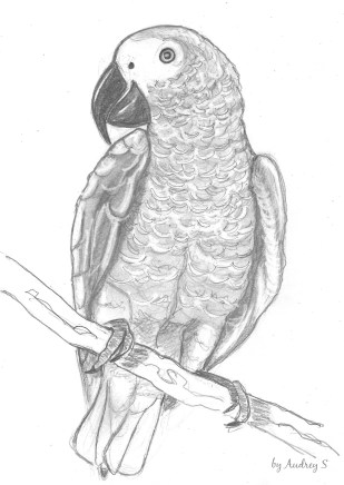 Cavalcade des blogs n° 29 - Coco et la petite Souris by Audrey S