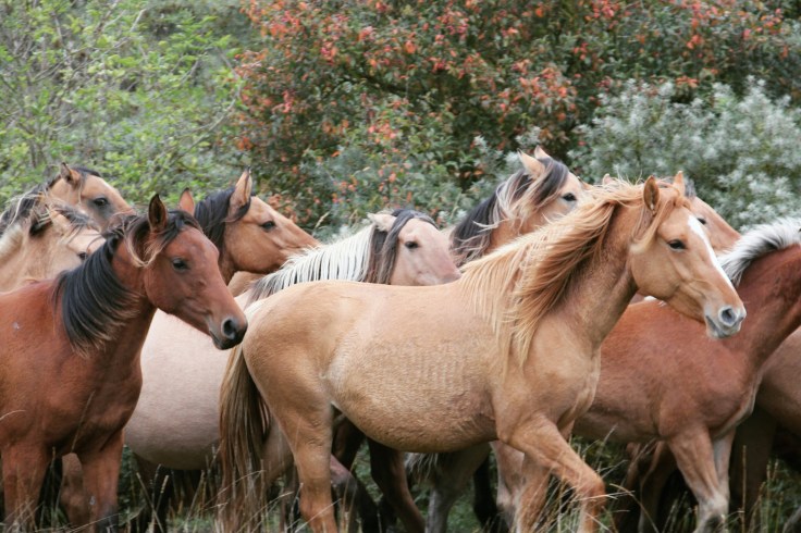 Trans'Henson 2016 by Audrey S - Qalo et Lolotte le blog