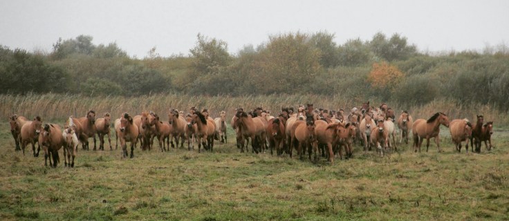 La Trans'Henson 2016 by Audrey S (Qalo et Lolotte le blog)