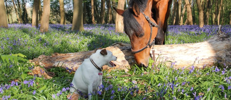 Qalo et Lolotte - Printemps - crédit photo Audrey S 9.1.JPG
